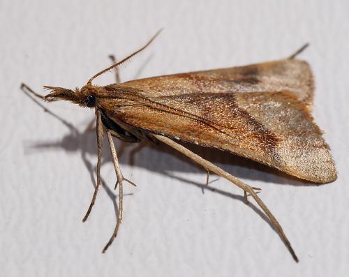 Réf. 305 803 : Synaphe punctalis